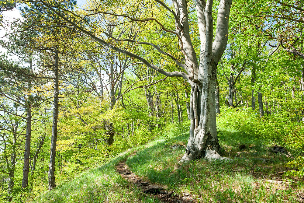 Kieneck, Enzianhütte, Ramsau, Voralpen, Wienerwald, Alpen, Wandern, Wandertipp, Niederösterreich, Ausflug, Alpenverein, Bergwandern, Bergtour