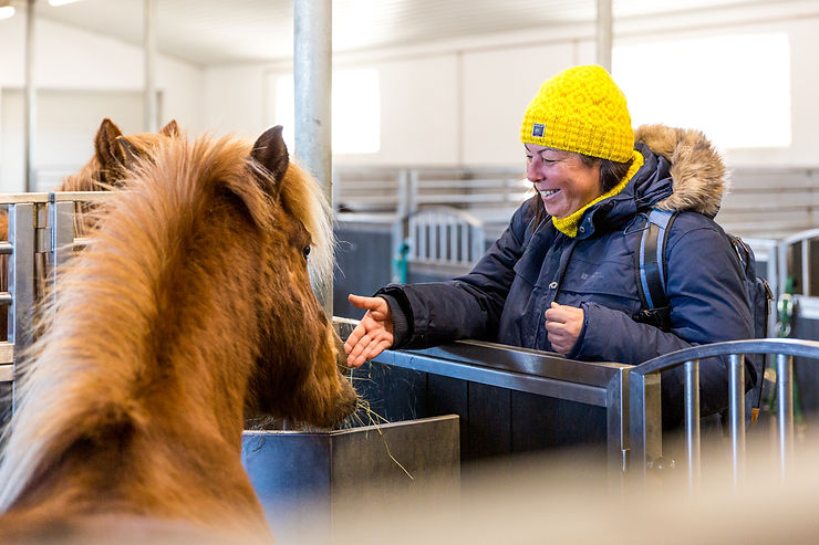 Island: Reiten auf Islandpferden