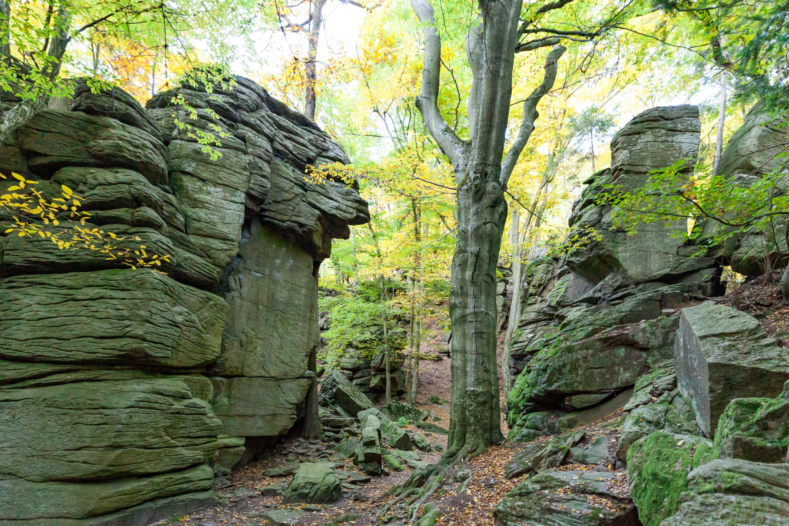 Wandern Wachau: Krems – Förthofgraben – Hengelwand -Loibenberg – Pfaffenberg in Niederösterreich